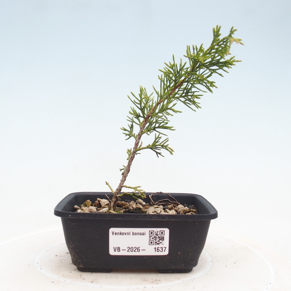 Bonsai voor buiten - Juniperus chinensis Itoigawa