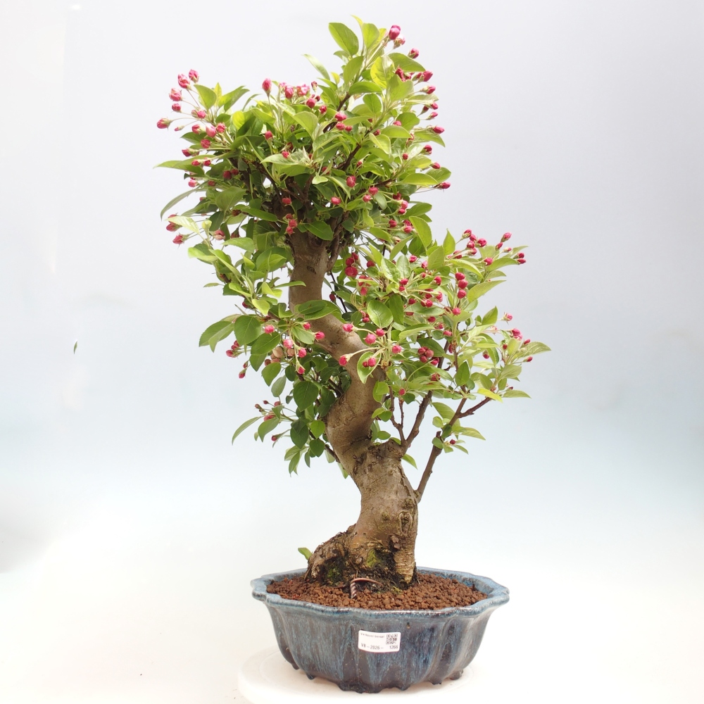 Bonsai voor buiten -Malus halliana - Appelboom met kleine vruchten