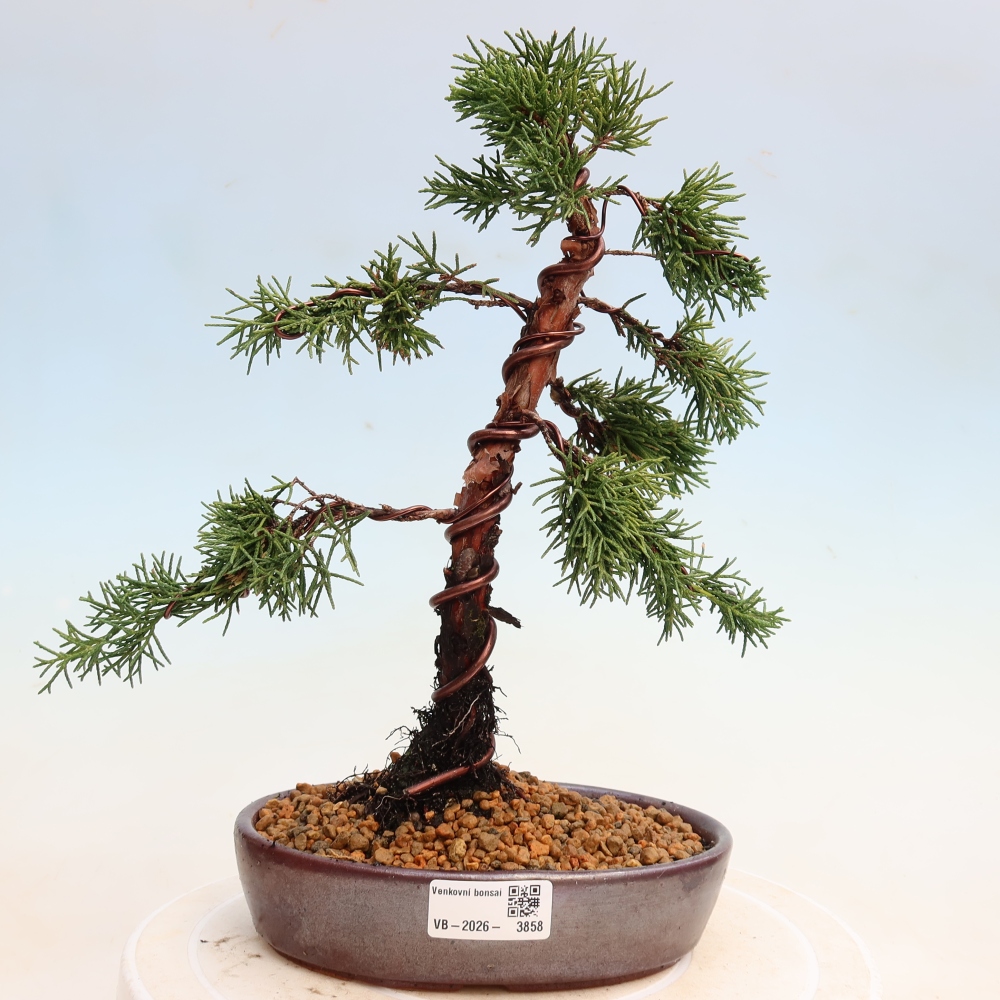 Bonsai voor buiten - Juniperus chinensis Kishu