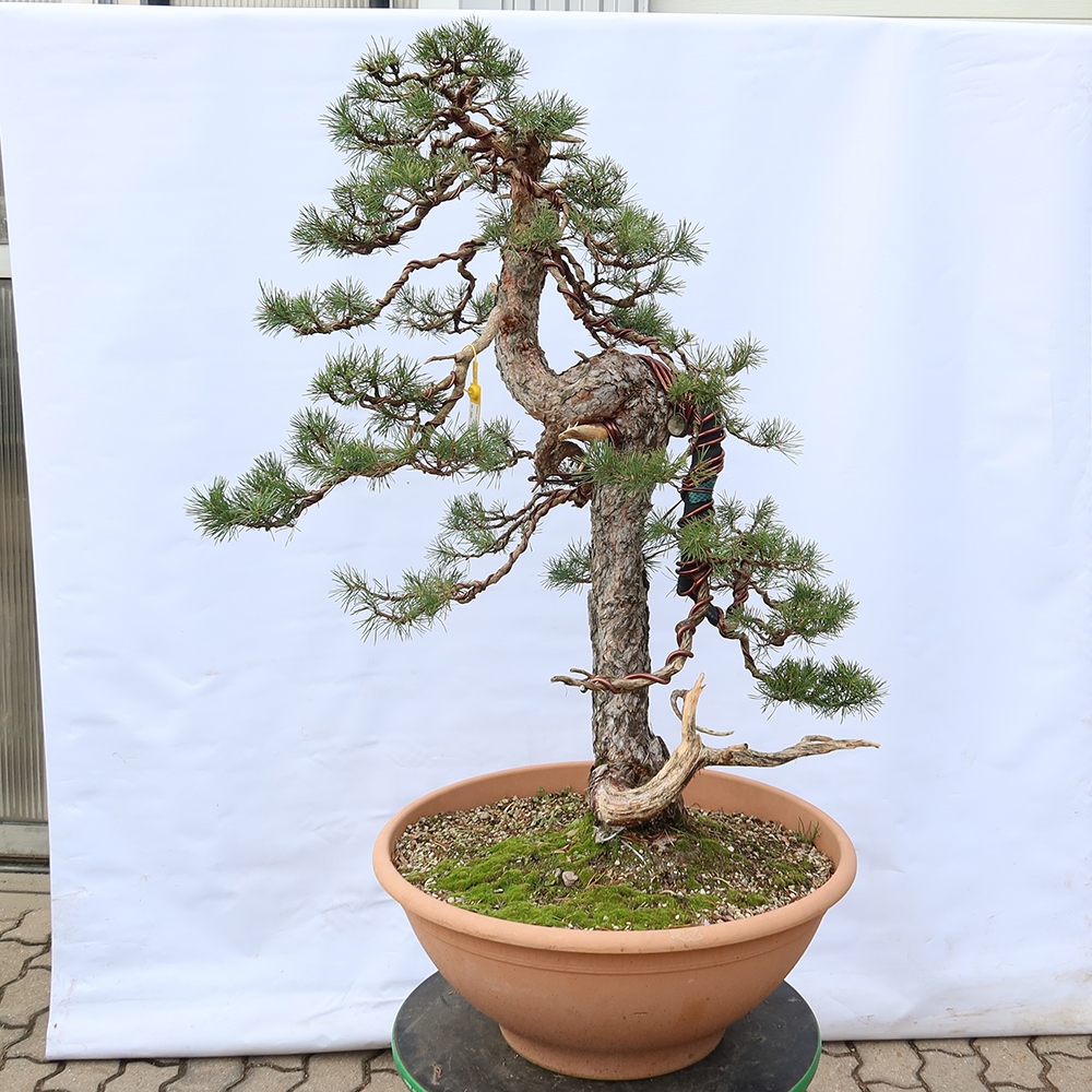 Pinus sylvestris Spanje - grove den