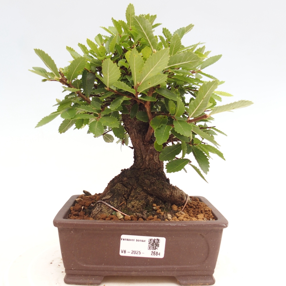 Bonsai voor buiten - Zelkova - Zelkova NIRE