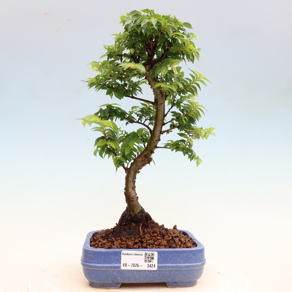 Buitenbonsai - Ulmus Jacqueline Hillier - Prachtige iep