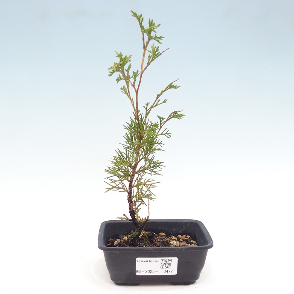 Bonsai voor buiten - Juniperus chinensis Itoigawa