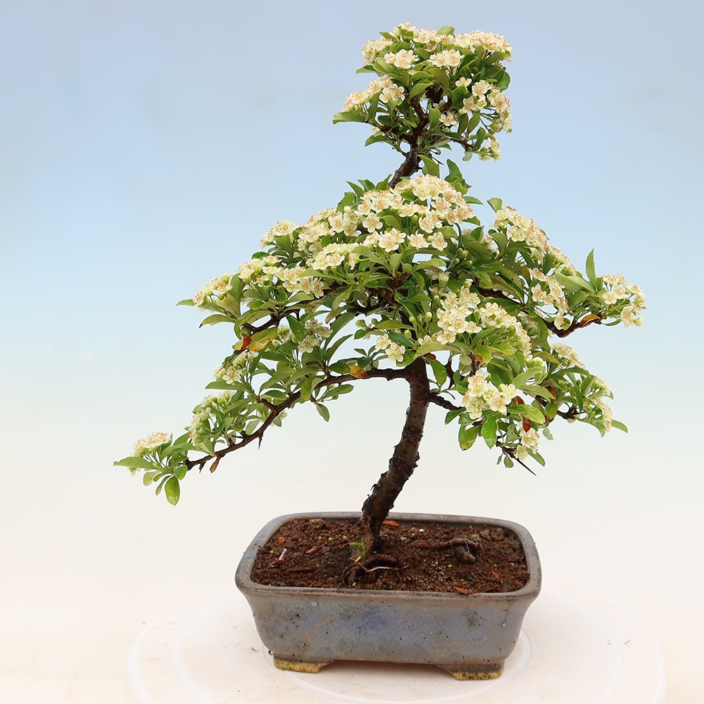 Buitenbonsai - Pyracantha teton - Vuurdoorn