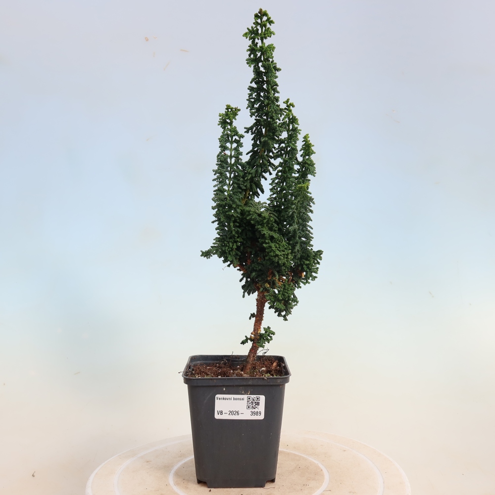 Bonsai voor buiten - Cham. obtusa SEKKA HINOKI - Cipres