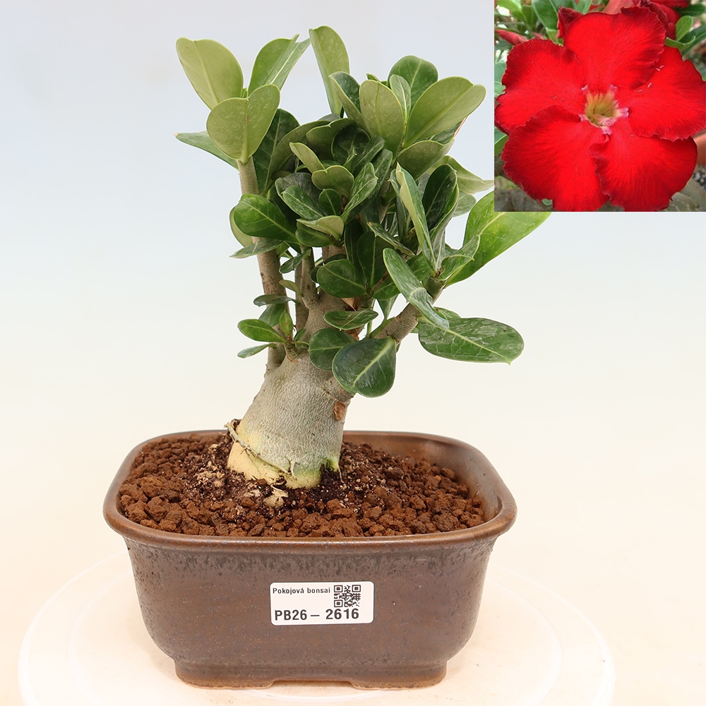 Kamerbonsai - Adenium obesum Red Star - Woestijnroos