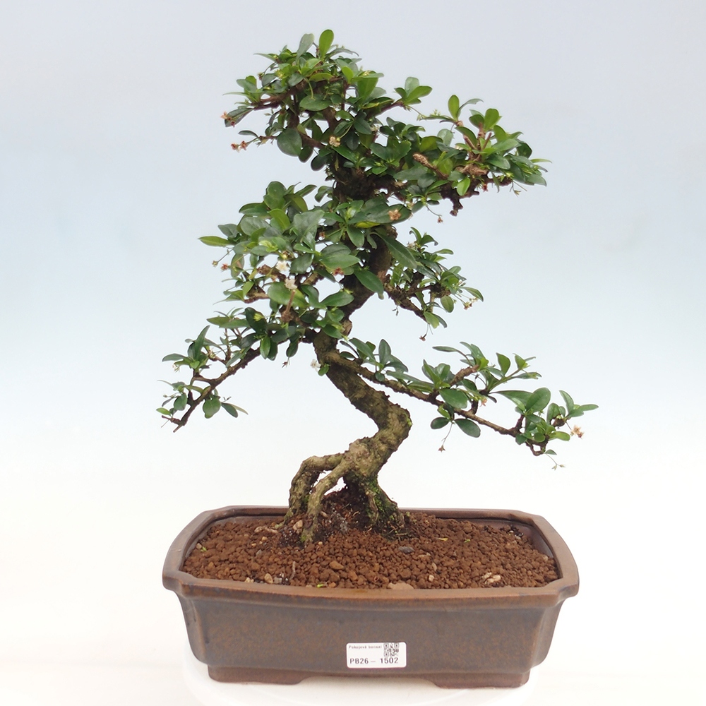 Kamerbonsai - Carmona macrophylla - Thee fuki