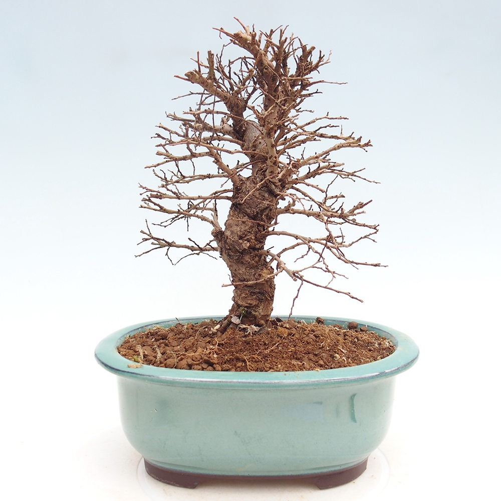 Bonsai voor buiten - Zelkova - Zelkova NIRE