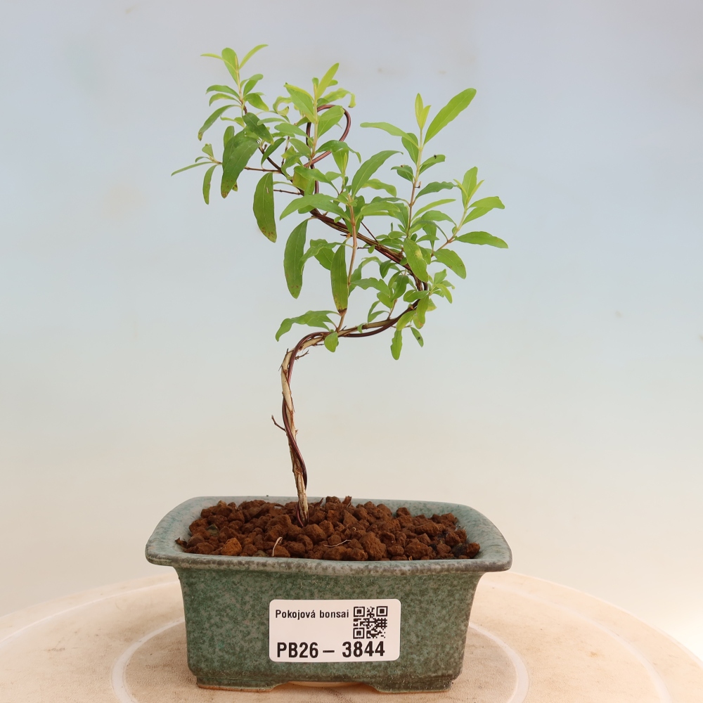 Kamerbonsai-PUNICA granatum nana-Granaatappel
