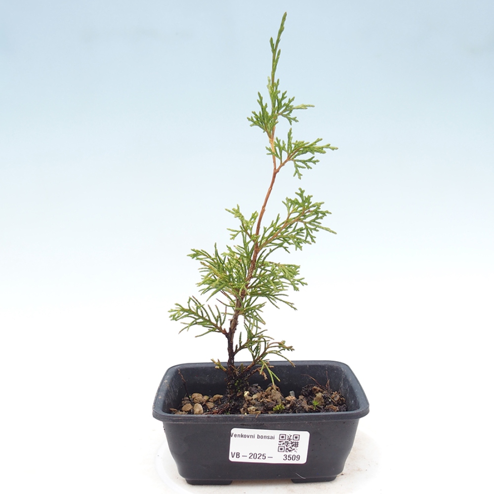 Bonsai voor buiten - Juniperus chinensis Itoigawa