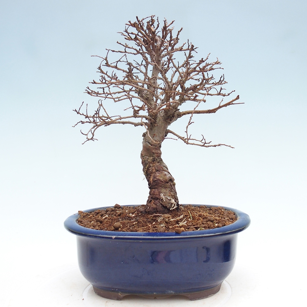 Bonsai voor buiten - Zelkova - Zelkova NIRE