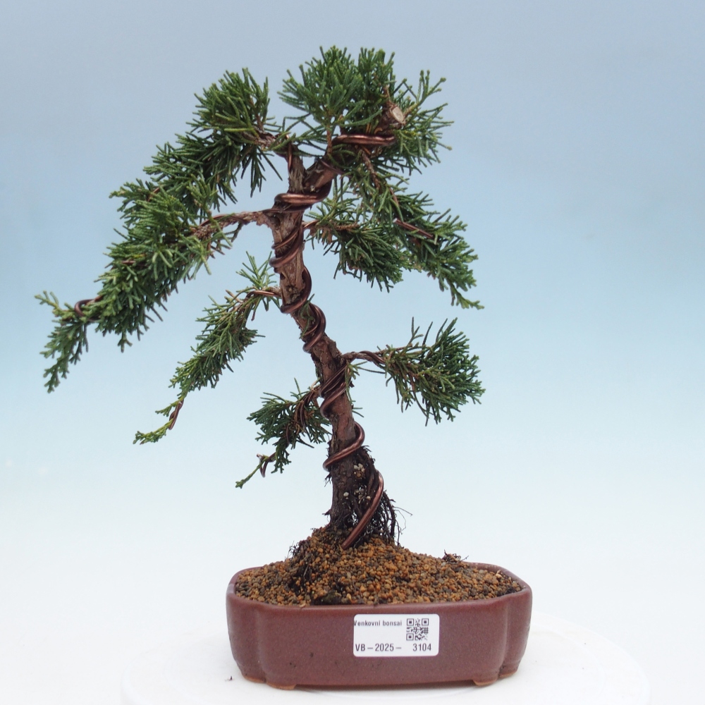 Bonsai voor buiten - Juniperus chinensis Kishu