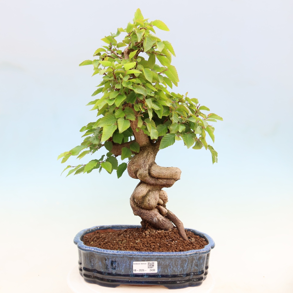Bonsai voor buiten -Carpinus Coreana - Koreaanse haagbeuk