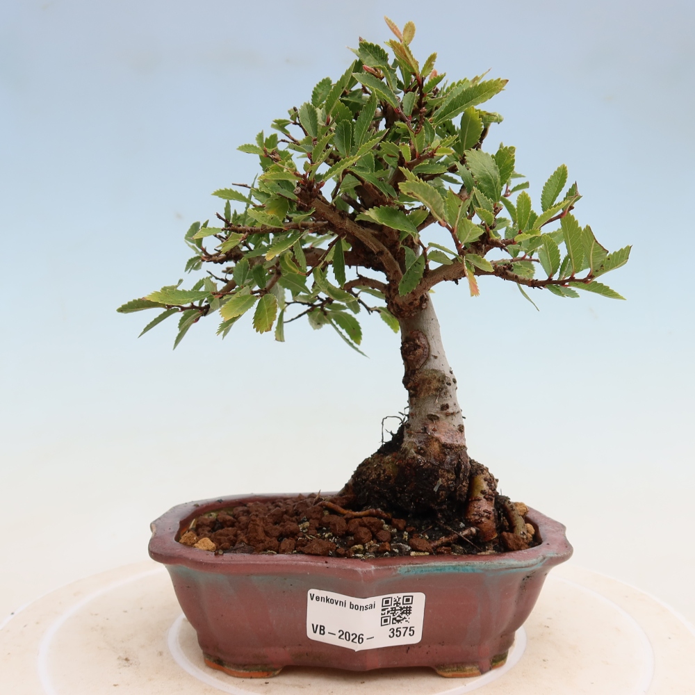 Bonsai voor buiten - Zelkova - Zelkova NIRE