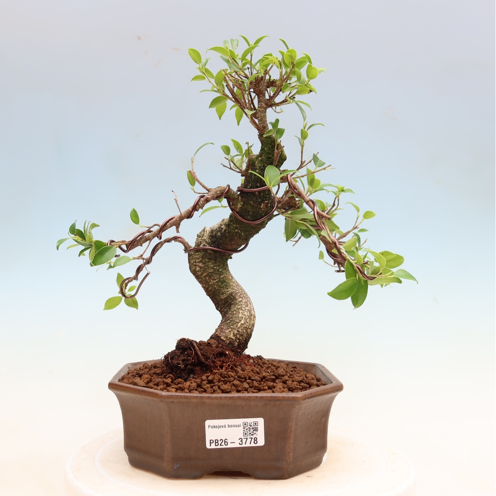 Kamerbonsai - Ficus kimmen - kleinbladige ficus