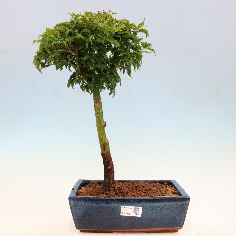Bonsai voor buiten -Javor palm Acer palmatum Shishigashira
