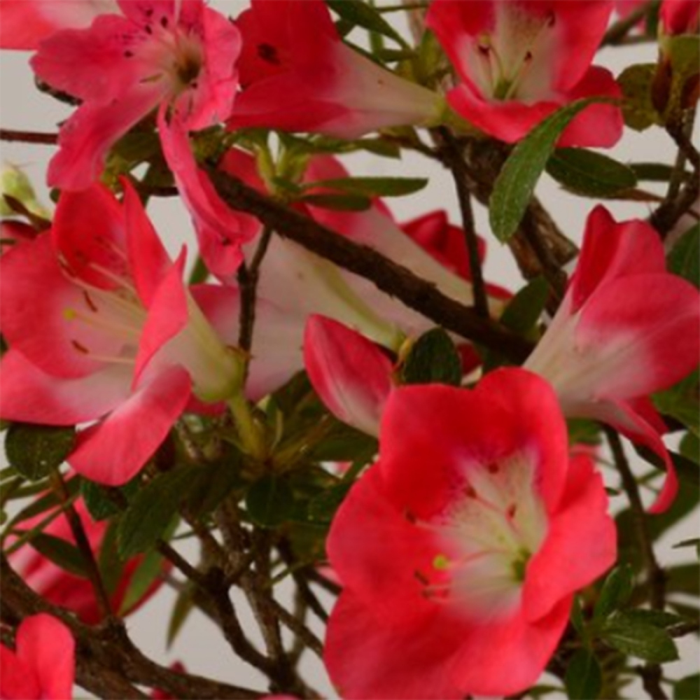 Bonsai voor buiten - Japanse Azalea - Azalea Beniko