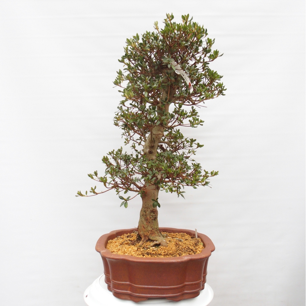 Bonsai voor buiten - Japanse Azalea - Azalea Sansai