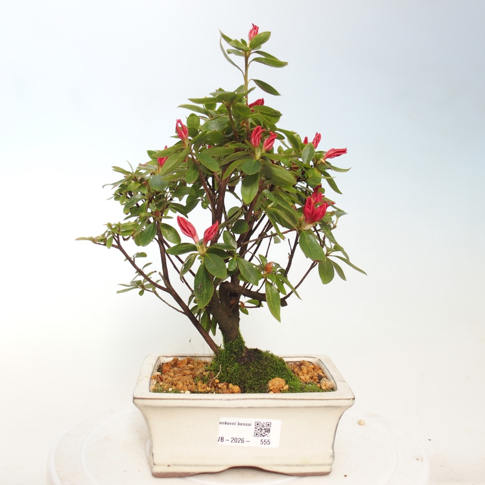 Bonsai voor buiten - Japanse azalea - Azalea sp.
