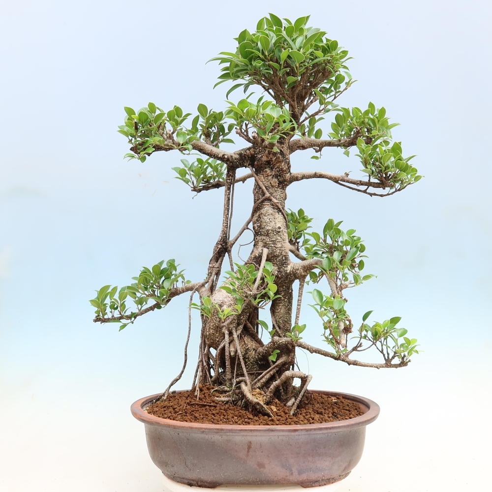 Kamerbonsai - Ficus kimmen - kleinbladige ficus