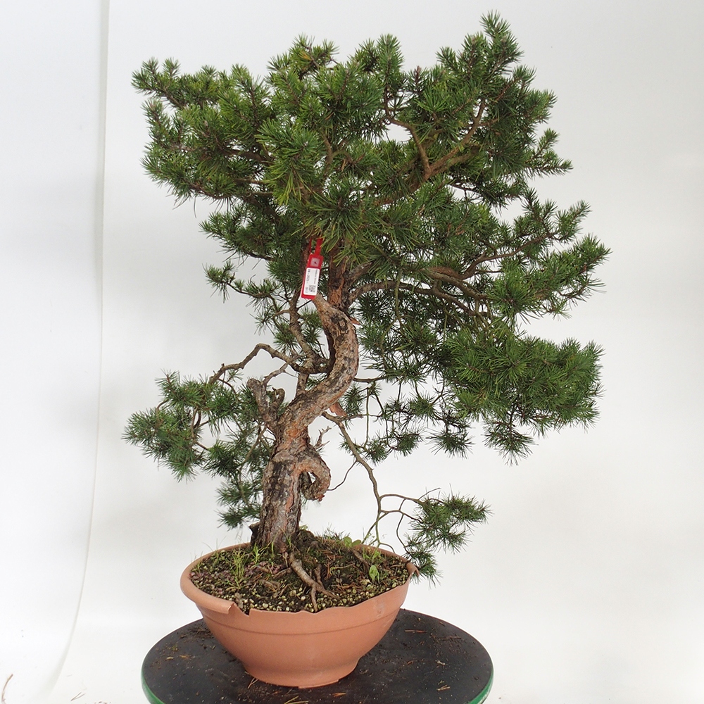 Yamadori - Pinus sylvestris Spanje