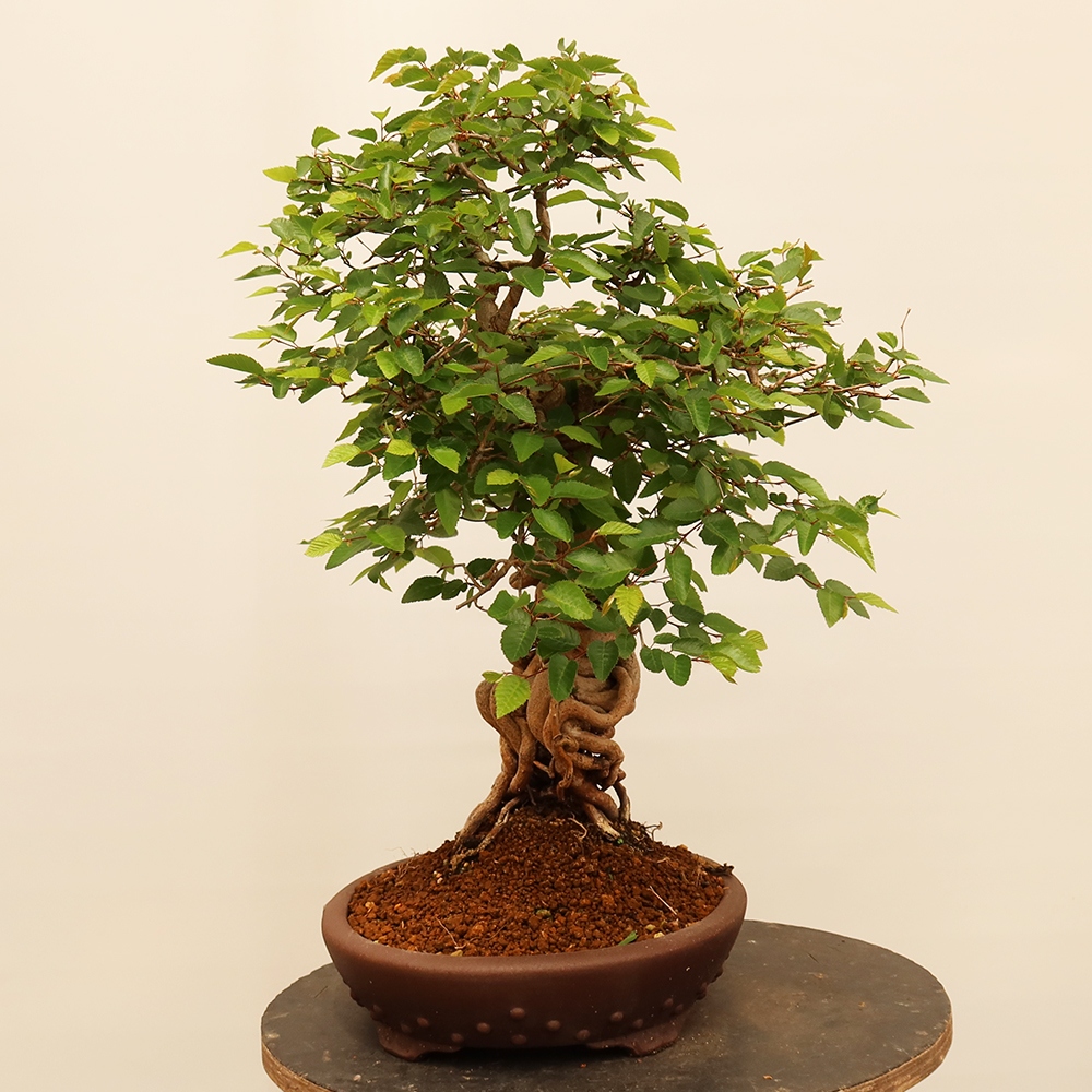 Bonsai voor buiten -Carpinus Coreana - Koreaanse haagbeuk