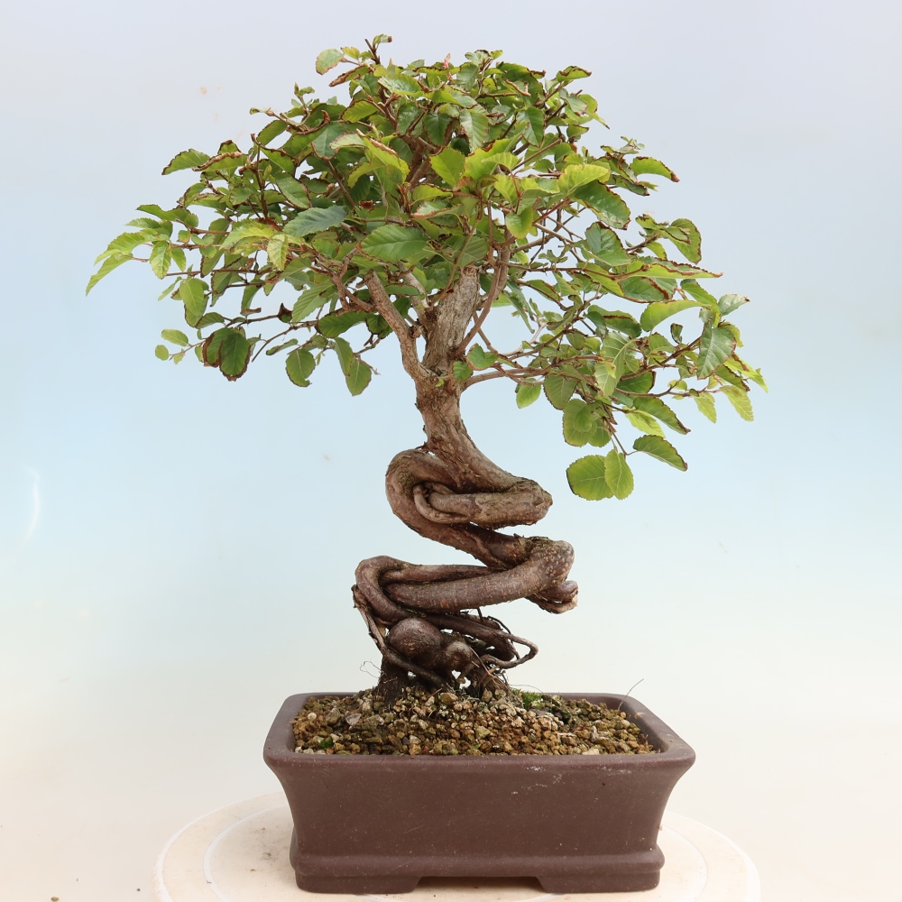 Bonsai voor buiten -Carpinus CARPINOIDES - Koreaanse haagbeuk