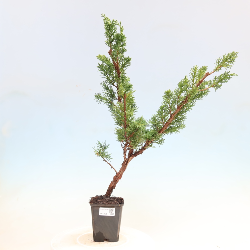 Bonsai voor buiten - Juniperus chinensis Kishu