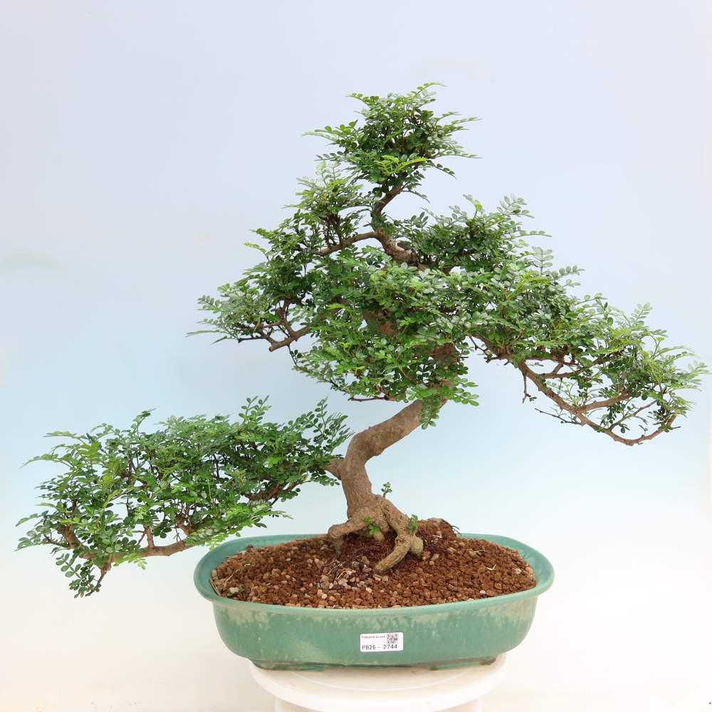 Kamerbonsai - Zantoxylum piperitum - peperboom