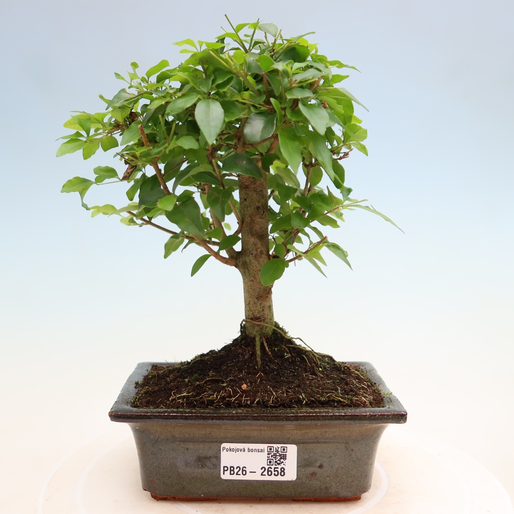 Kamerbonsai -Ligustrum chinensis - Vogelsnavel