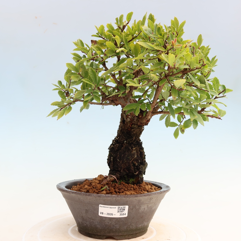 Bonsai voor buiten - Zelkova - Zelkova NIRE