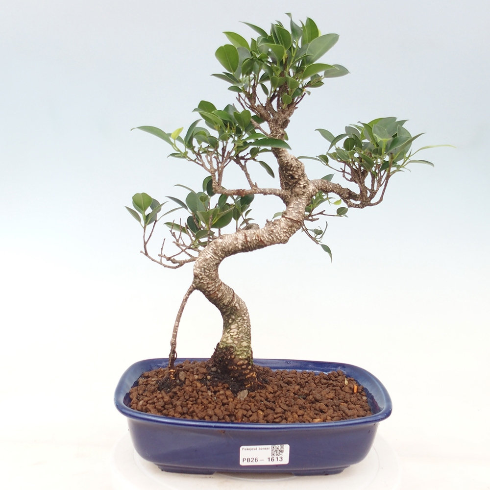 Kamerbonsai - Ficus kimmen - kleinbladige ficus