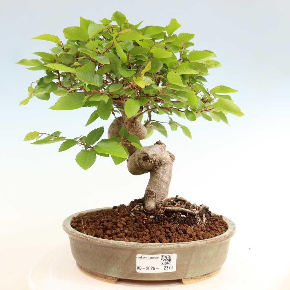 Bonsai voor buiten -Carpinus Coreana - Koreaanse haagbeuk